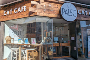 Pause Cat Cafe